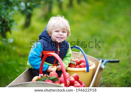 Happy blond toddler with wooden trolley full of organic red apples in orchard garden, outdoors.