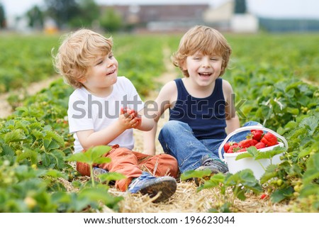 Two little sibling boys having fun on strawberry farm in summer