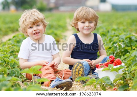 Two little sibling boys having fun on strawberry farm in summer