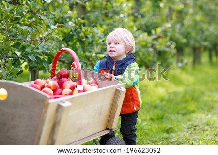 Happy blond toddler with wooden trolley full of organic red apples in orchard garden, outdoors.