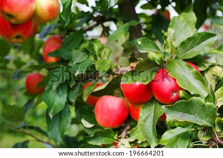 Healthy organic fruits: Red ripe apples on tree in organinc orchard, garden.