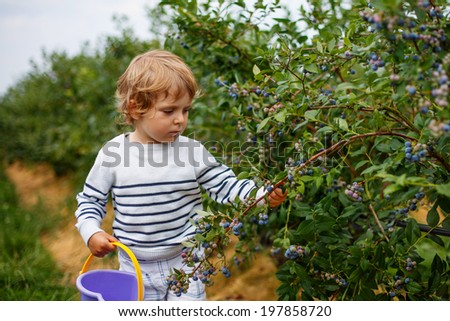 3 years old boy picking blueberries on organic berry field, outdoors.
