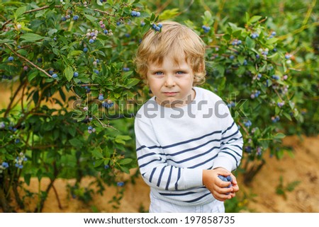 3 years old boy picking blueberries on organic berry field, outdoors.