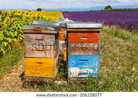 Bee hives on lavender fields, near Valensole, Provence. France