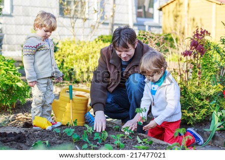 Happy family of three: Two little kid boys and dad planting seeds and seedlings in vegetable garden, outdoors