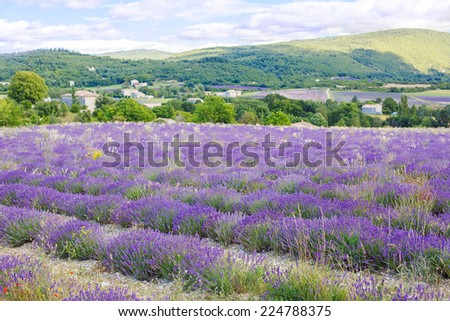 Blossoming lavender fields in Provence, France. On summer sunny day. View on typical landscape.