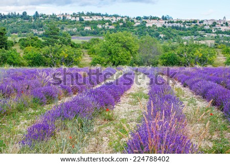 Blossoming lavender fields in Provence, France. On summer sunny day. View on typical landscape.