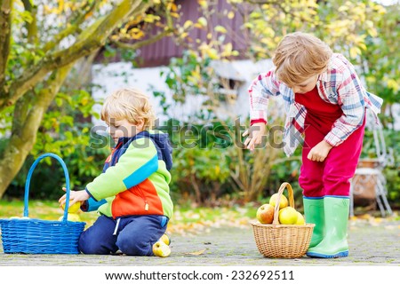 Two cute little boys harvesting apples in home's garden, outdoors. Own harvest. Boys in colorful rubber boots on autumn day.