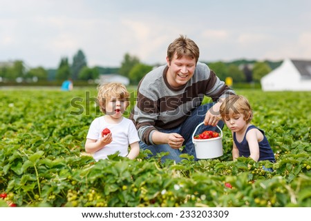 Two little funny kid boys and their father on organic strawberry farm in summer, picking and eating fresh ripe berries. Happy family spending time together.