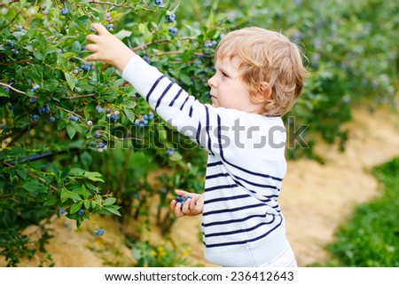 Little boy picking blueberry on organic self pick farm. Funny child eating fresh berries as healthy snack for kids and adults.