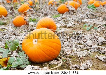 Pumpkin field with different types of pumpkin on autumn day. Huge orange vegetables on a farm. Thanksgiving or halloween holiday, pumpkin patch.