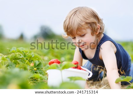 Funny little blond kid boy picking and eating strawberries on organic bio berry farm in summer, on warm sunny day. Harvest fields in Germany.