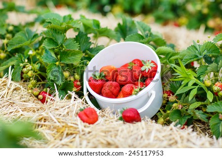Bucket with fresh ripe strawberries standing on organic pick a berry field or farm