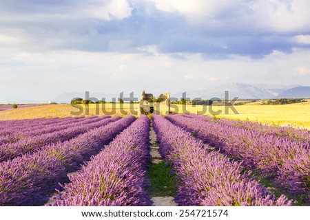 Lavender fields near Valensole in Provence, France on sunset. Beautiful view on rows and provencal houses. Popular place for traveling and tourists in summer.
