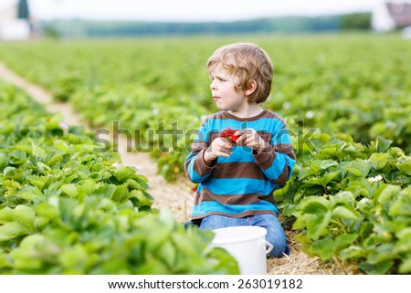 Funny little kid boy picking and eating strawberries on organic bio berry farm in summer, on warm sunny day. Harvest fields in Germany.