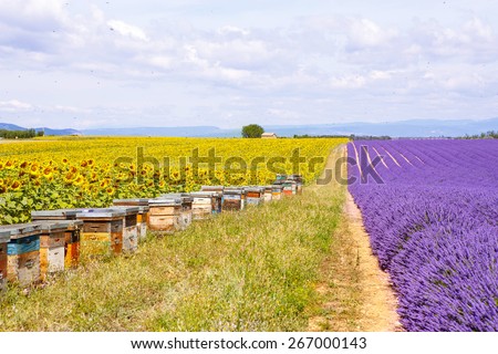 Bee hives on lavender and sunflower fields, near Valensole, Provence with a lot of bees. France. Famous, popular destination and place for tourists for making vacations in summer.