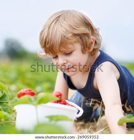 Funny little blond kid boy picking and eating strawberries on organic bio berry farm in summer, on warm sunny day. Harvest fields in Germany.