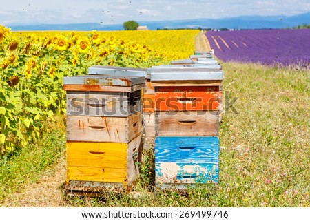 Bee hives on lavender and sunflower fields, near Valensole, Provence with a lot of bees. France. Famous, popular destination and place for tourists for making vacations in summer.