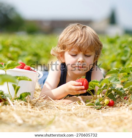 Funny little toddler child picking and eating strawberries on organic bio berry farm in summer, on warm sunny day. Harvest fields in Germany.