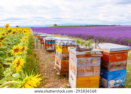 Bee hives on lavender and sunflower fields, near Valensole, Provence. France. Famous, popular destination  for tourists for making vacations in summer.