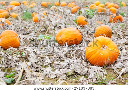 Pumpkin field with different types of pumpkin on autumn day. Huge orange vegetables on a farm. Thanksgiving or halloween holiday, pumpkin patch.