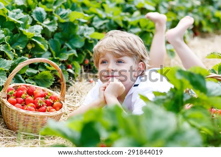 Beautiful kid boy having fun with picking strawberries on organic bio berry farm in summer, on warm sunny day. Harvest fields in Germany. Healthy food for children.