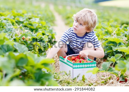 Funny little kid boy picking and eating strawberries on organic bio berry farm in summer, on warm sunny day. Harvest fields in Germany. Healthy food for children.