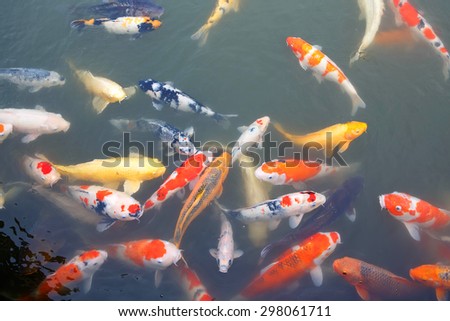 Lot of colorufl koi fishes in a lake in japanese garden, Japan.