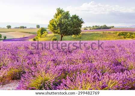 Lavender fields with lonely tree near Valensole in Provence, France on sunset. Beautiful view on rows and provencal houses. Popular place for traveling and tourists in summer.