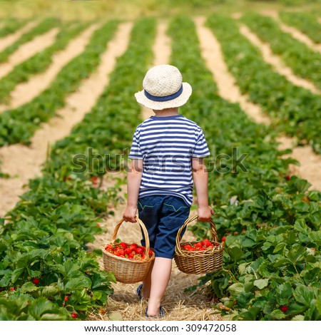 Funny little toddler child picking and eating strawberries on organic bio berry farm in summer, on warm sunny day. Harvest fields in Germany. Gardening, harvesting, family, kids lifestyle concept