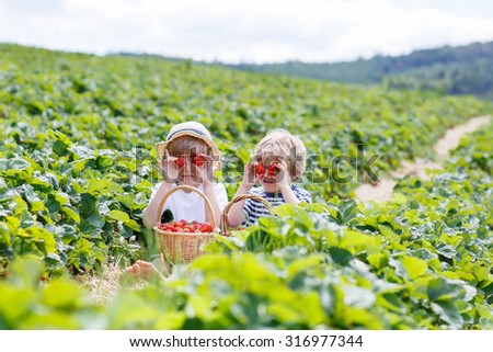 Two little sibling kid boys having fun on strawberry farm in summer. Children eating healthy organic food, fresh berries.