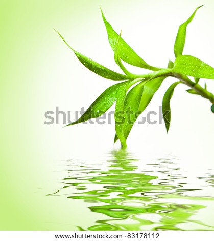 Bamboo leaves with reflections in the water on a white background