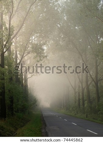 A long avenue of trees along the road.
