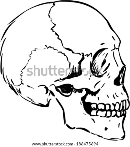 Vector Illustration Of Human Skull Profile - 186475694 : Shutterstock