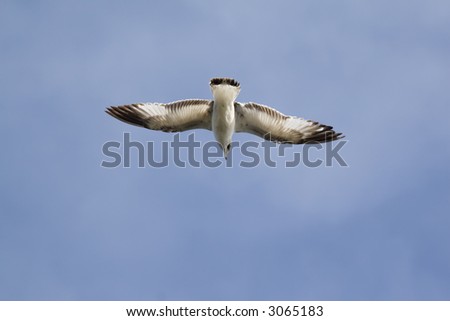 Seagull flying in a clear sky, hunting for food
