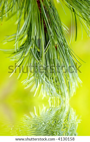 abstract pine tree needles