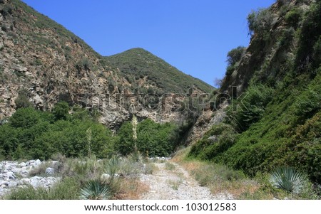 Road through Cattle Canyon with trees, grass and yuccas, San Gabriel Mountains, California