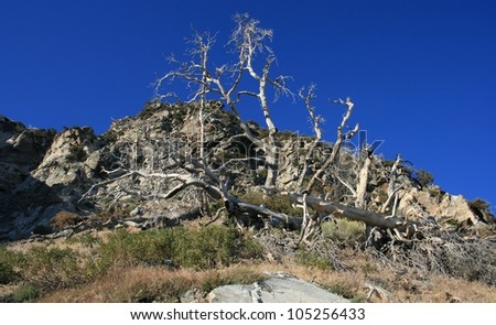 Dead trees on a mountain side, San Gabriel Mountains, California