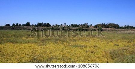Meadow in a coastal marsh, Orange County, California