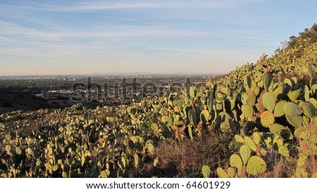 Cacti in the El Modena Open Space near Orange, CA