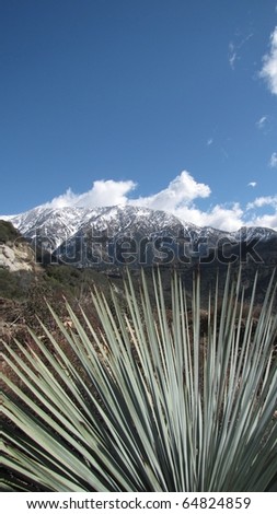 Yuccas, mountains and sky in the Angeles National Forest
