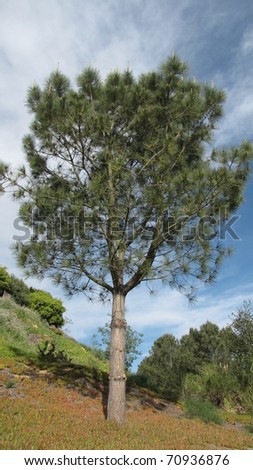 Tree in Canyon Community Park, Costa Mesa, CA
