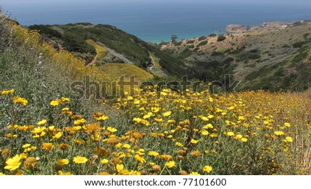 Flowers and ocean view from the Flying Mane Trail, Portuguese Bend Nature Reserve, California