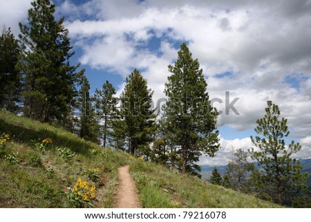 Pines, grass and clouds on a hiking trail, Rocky Mountains, Montana