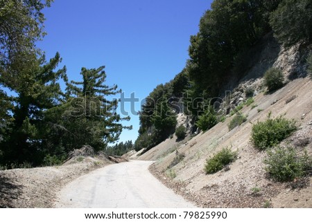 Pine trees on a service road in the San Gabriel Mountains, California