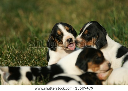 Hound Dog Puppies with tongue sticking out