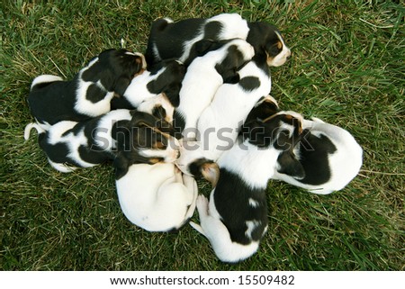 Pile of Baby Hound Dogs Puppies