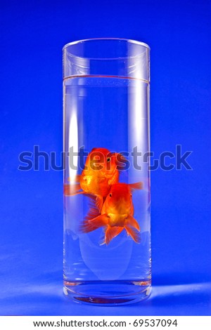 Gold fishes in tall glass on blue