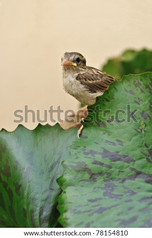Tiny bird in lotus pond