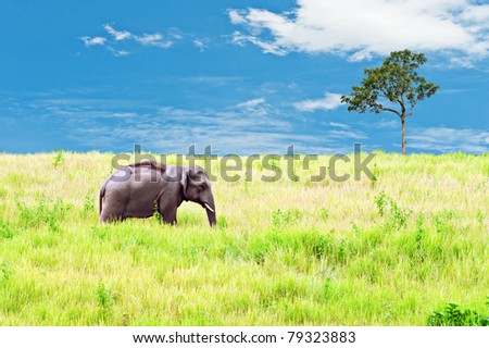 Elephant in grass field over blue sky
